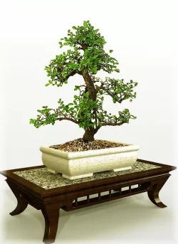 Bonsai (Table and Dish)