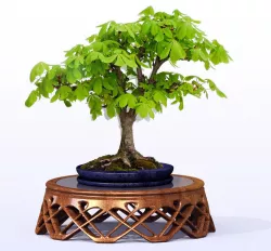 Bonsai Table and Dish (circular)