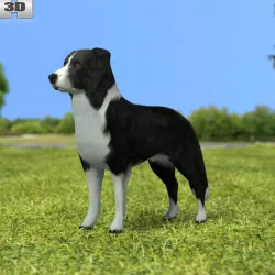 Border Collie 3D model
