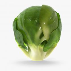  Brussel Sprout 3D model