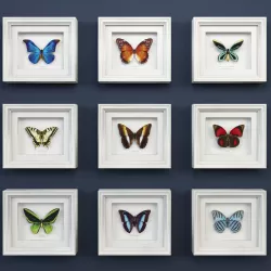Butterfly 3d model collection 3D model