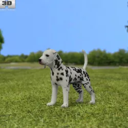 Dalmatian Puppy 3D model