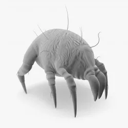 Dust Mite 3D model