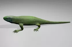 Green Lizard 3D model