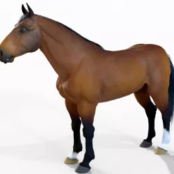 Horse 3D model
