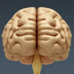 Human Brain 3D model