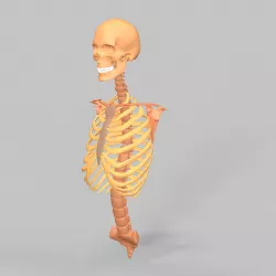 Human Skeleton Rigged Low-poly  3D model