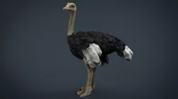 Ostrich Low-poly  3D model