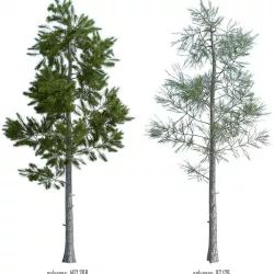 Pine tree 3D model