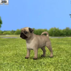 Pug Puppy 3D model