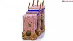 Skin Anatomy 3D model