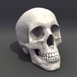 Skull Anatomy 3D model