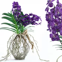 Vanda orchids 3D model