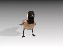 White Eared Bulbul Low-poly  3D model