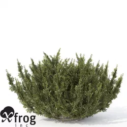 XfrogPlants African Boxwood 3D model