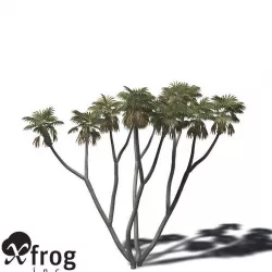 XfrogPlants African Doum Palm 3D model