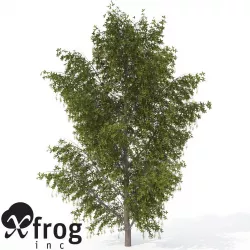 XfrogPlants Alpine Laburnum 3D model