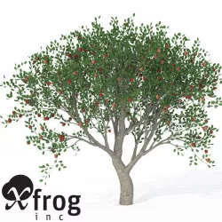 XfrogPlants Apple 3D model
