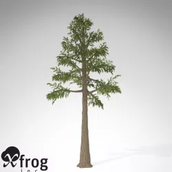 XfrogPlants Archaeopteris 3D model