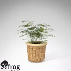 XfrogPlants Asparagus Fern 3D model