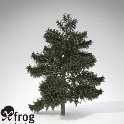 XfrogPlants Atlas Cedar 3D model