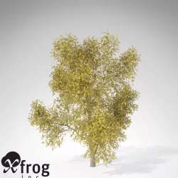 XfrogPlants Autumn Honeylocust 3D model