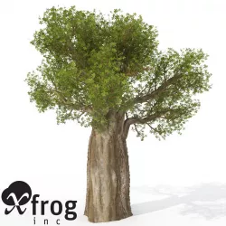 XfrogPlants Baobob 3D model