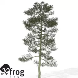 XfrogPlants Bishop Pine 3D model