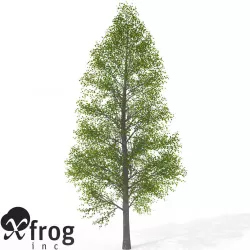 XfrogPlants Black Alder 3D model