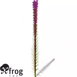 XfrogPlants Blazing Star 3D model