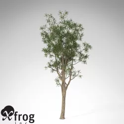 XfrogPlants Bluegum Eucalyptus 3D model