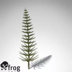 XfrogPlants Calamites 3D model