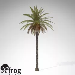 XfrogPlants Canary Date Palm 3D model