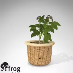XfrogPlants Cherry Pie 3D model