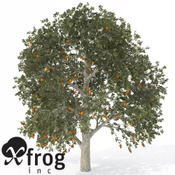 XfrogPlants Chinese Persimmon Kaki 3D model