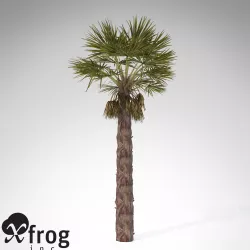 XfrogPlants Chinese Windmill Palm 3D model