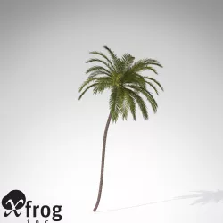 XfrogPlants Coconut palm 3D model