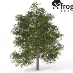 XfrogPlants Common Ash 3D model