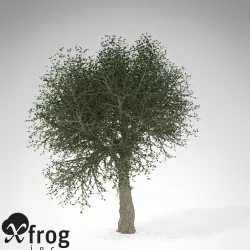 XfrogPlants Cork Oak 3D model