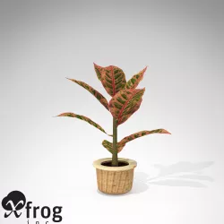 XfrogPlants Croton Petra 3D model