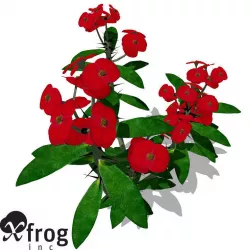 XfrogPlants Crown of Thorns 1 3D model