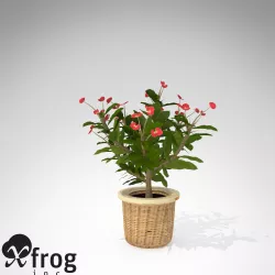 XfrogPlants Crown Of Thorns 3D model