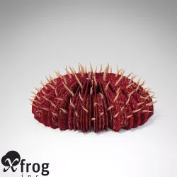 XfrogPlants Curved Mushroom Coral 3D model
