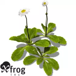 XfrogPlants Daisy 3D model