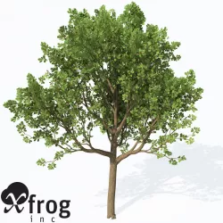 XfrogPlants Downy Oak 3D model