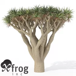XfrogPlants Dragon Tree 3D model