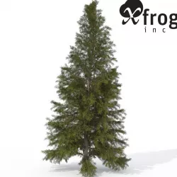 XfrogPlants Eastern Hemlock 2 3D model