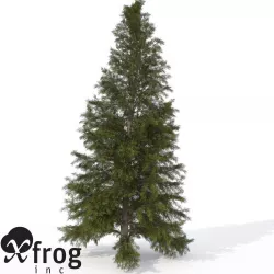 XfrogPlants Eastern Hemlock 3D model