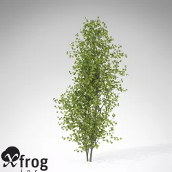XfrogPlants European Aspen 3D model