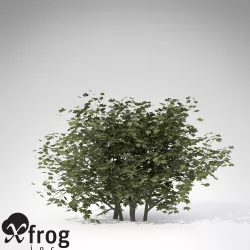XfrogPlants European Cranberry Bush 3D model
